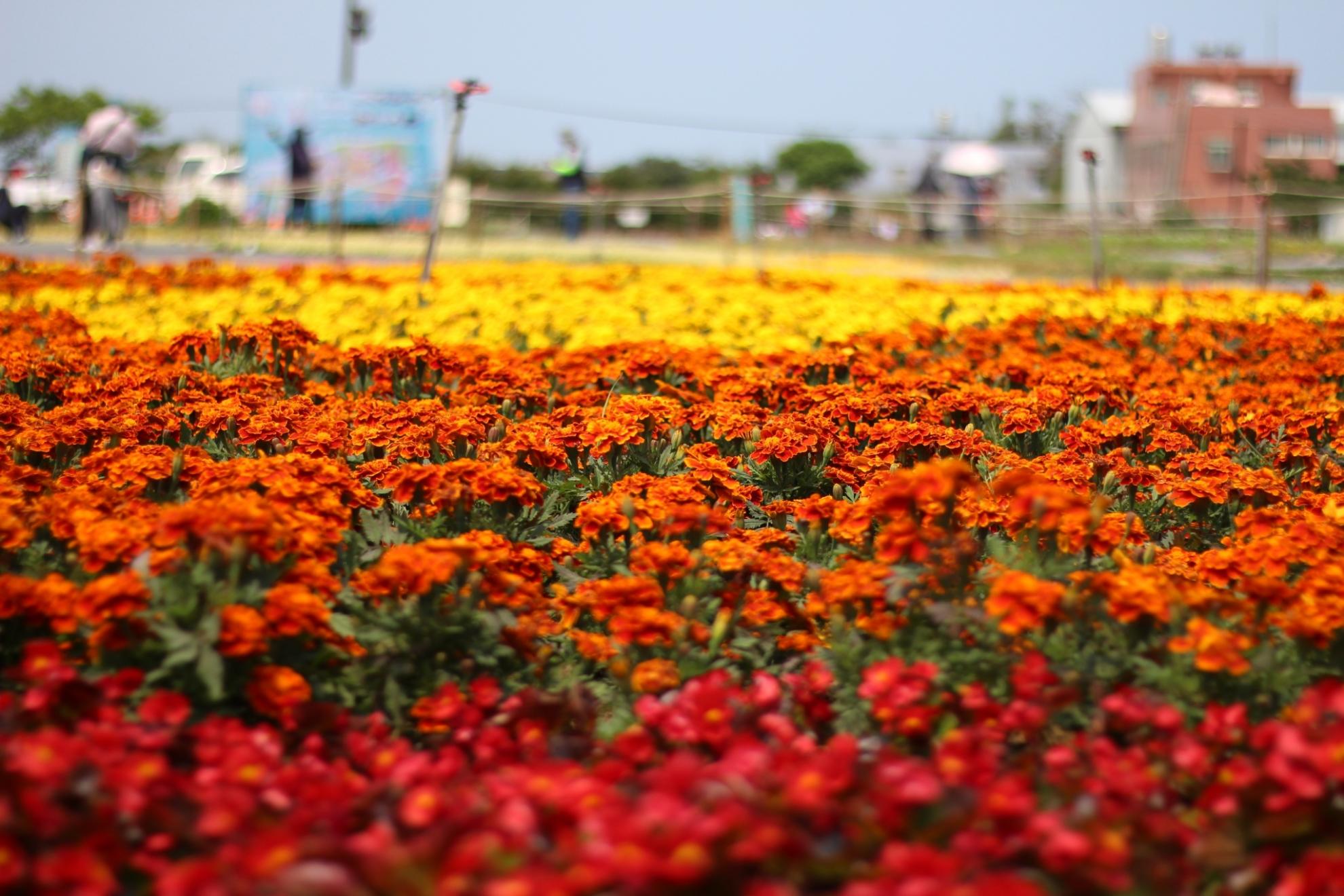 春暖花開迺桃園 海洋奇芋賞花住宿遊 春暖花開迺桃園 海洋奇芋賞花住宿遊