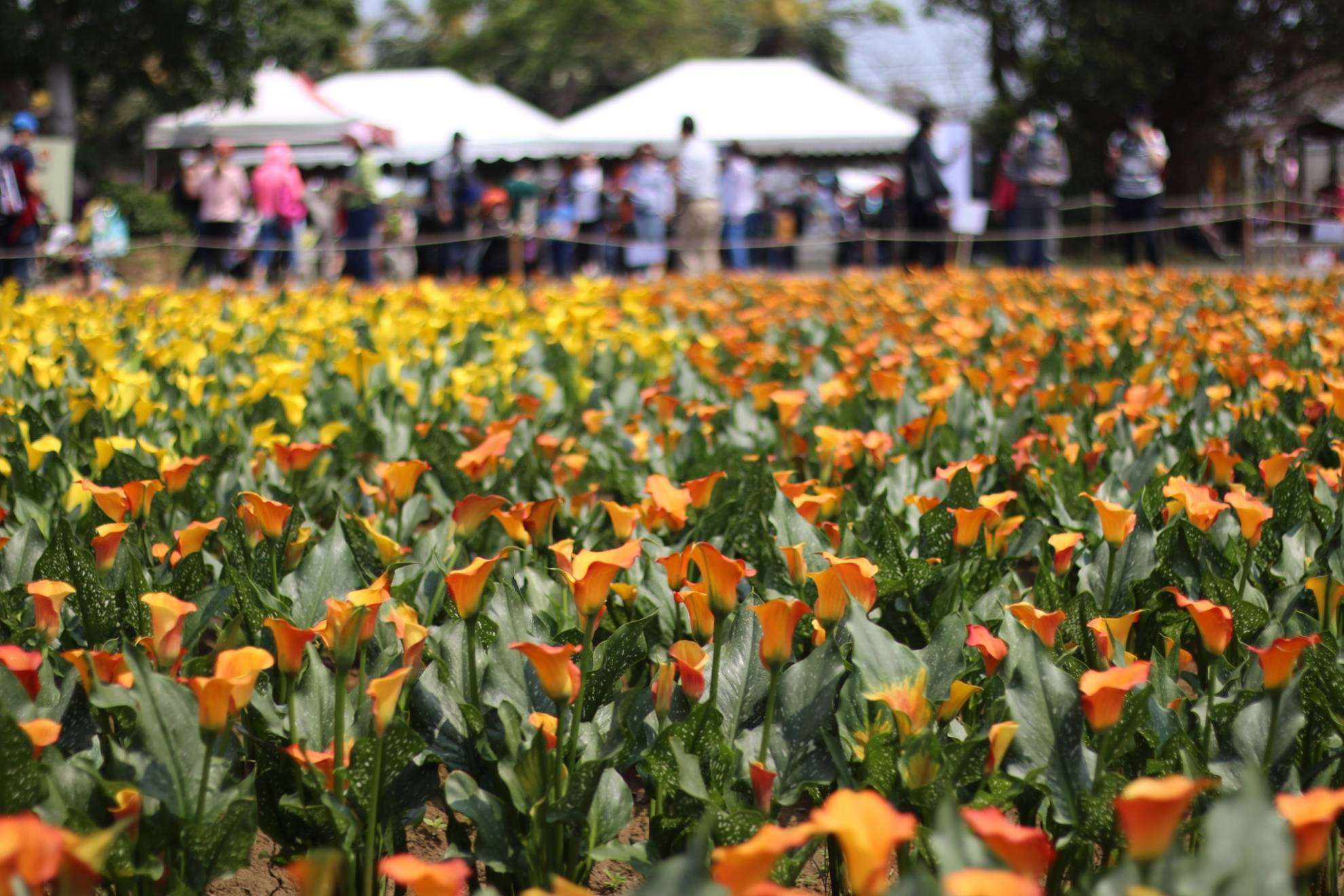 春暖花開迺桃園 海洋奇芋賞花住宿遊 春暖花開迺桃園 海洋奇芋賞花住宿遊