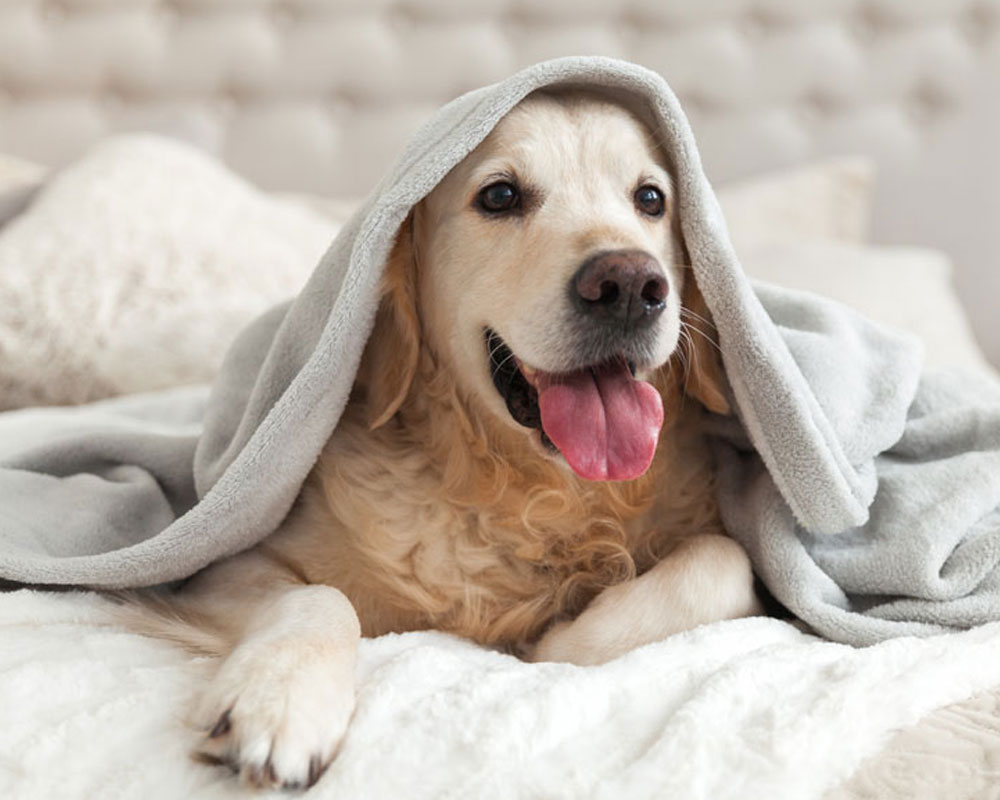 🐶寵愛毛寶貝 住房專案🐱